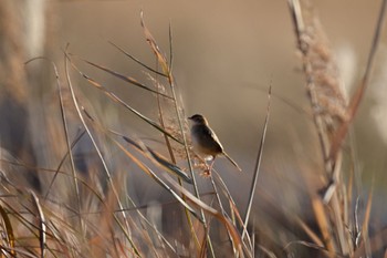 セッカ 北印旛沼 2022年12月27日(火)