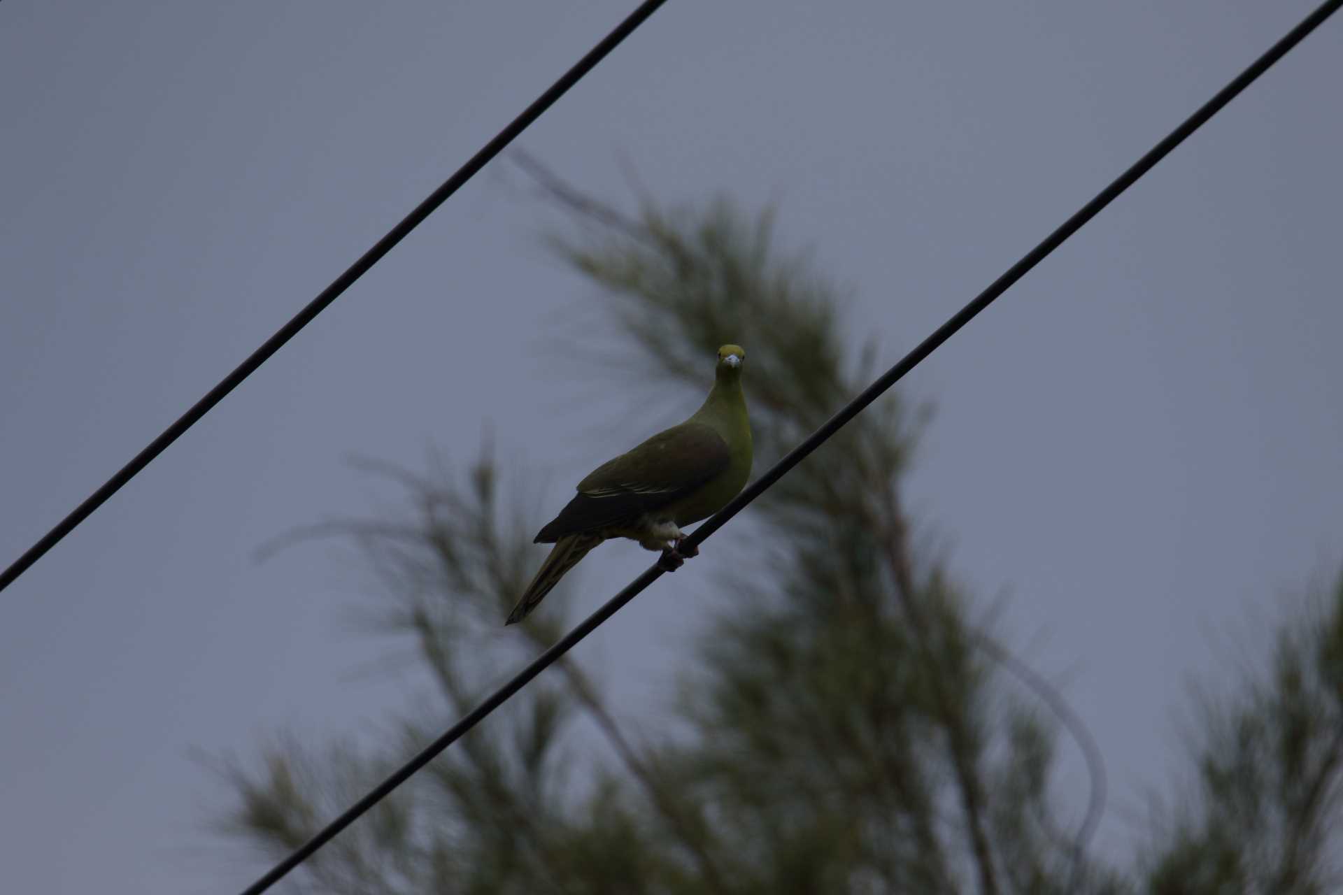 Photo of Ryukyu Green Pigeon at  by マイク