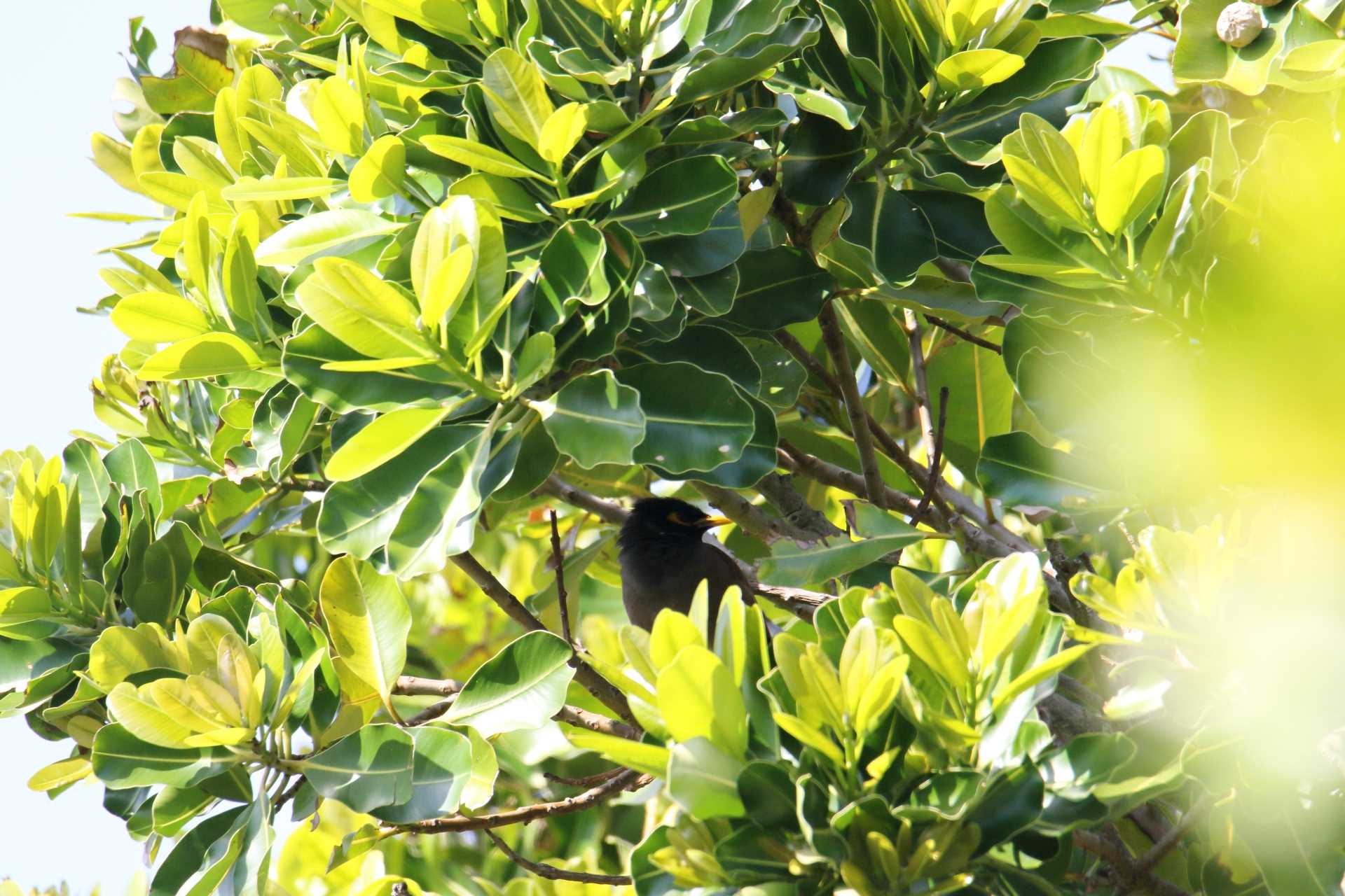 Photo of Common Myna at  by マイク