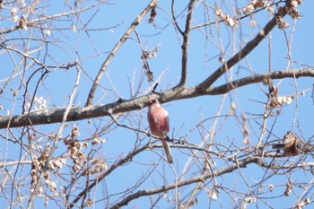 Siberian Long-tailed Rosefinch Watarase Yusuichi (Wetland) Sun, 1/8/2023