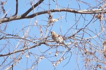 Siberian Long-tailed Rosefinch Watarase Yusuichi (Wetland) Sun, 1/8/2023