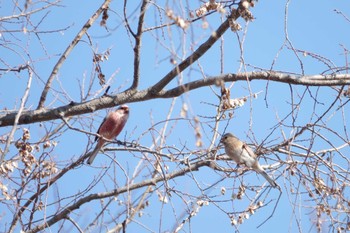 Siberian Long-tailed Rosefinch Watarase Yusuichi (Wetland) Sun, 1/8/2023