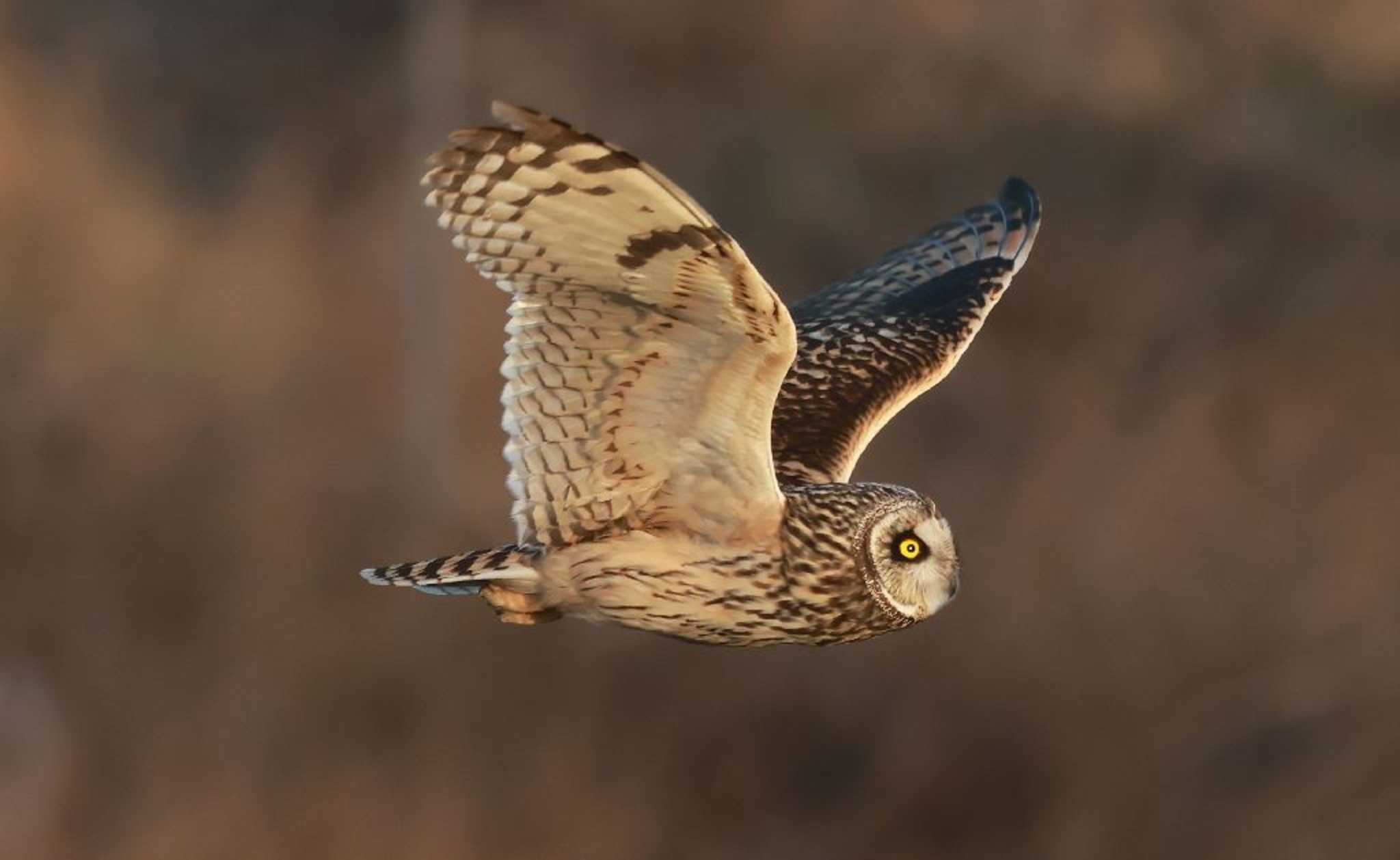  コミミズクの写真 by Hokuto2000