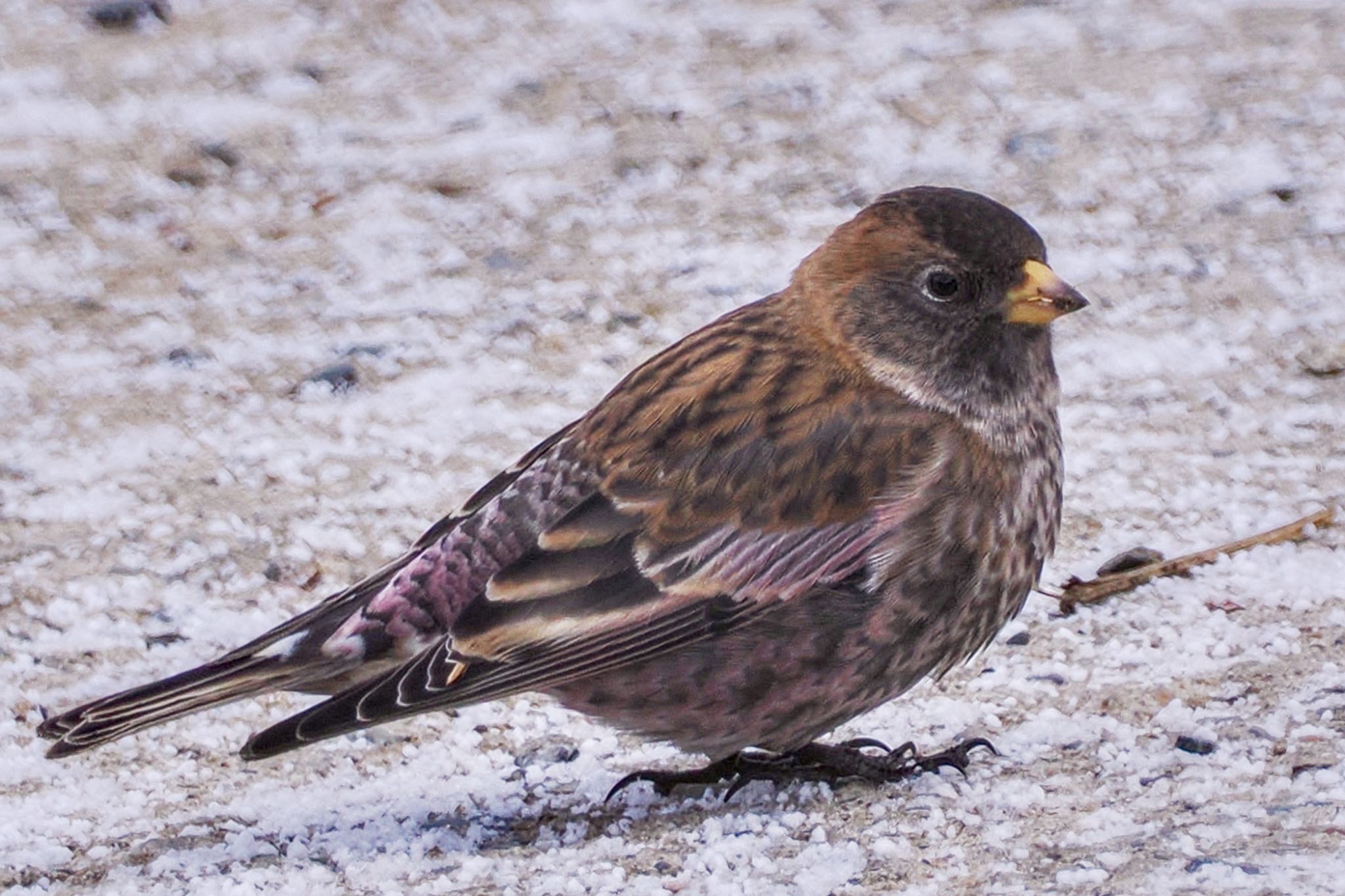 Asian Rosy Finch