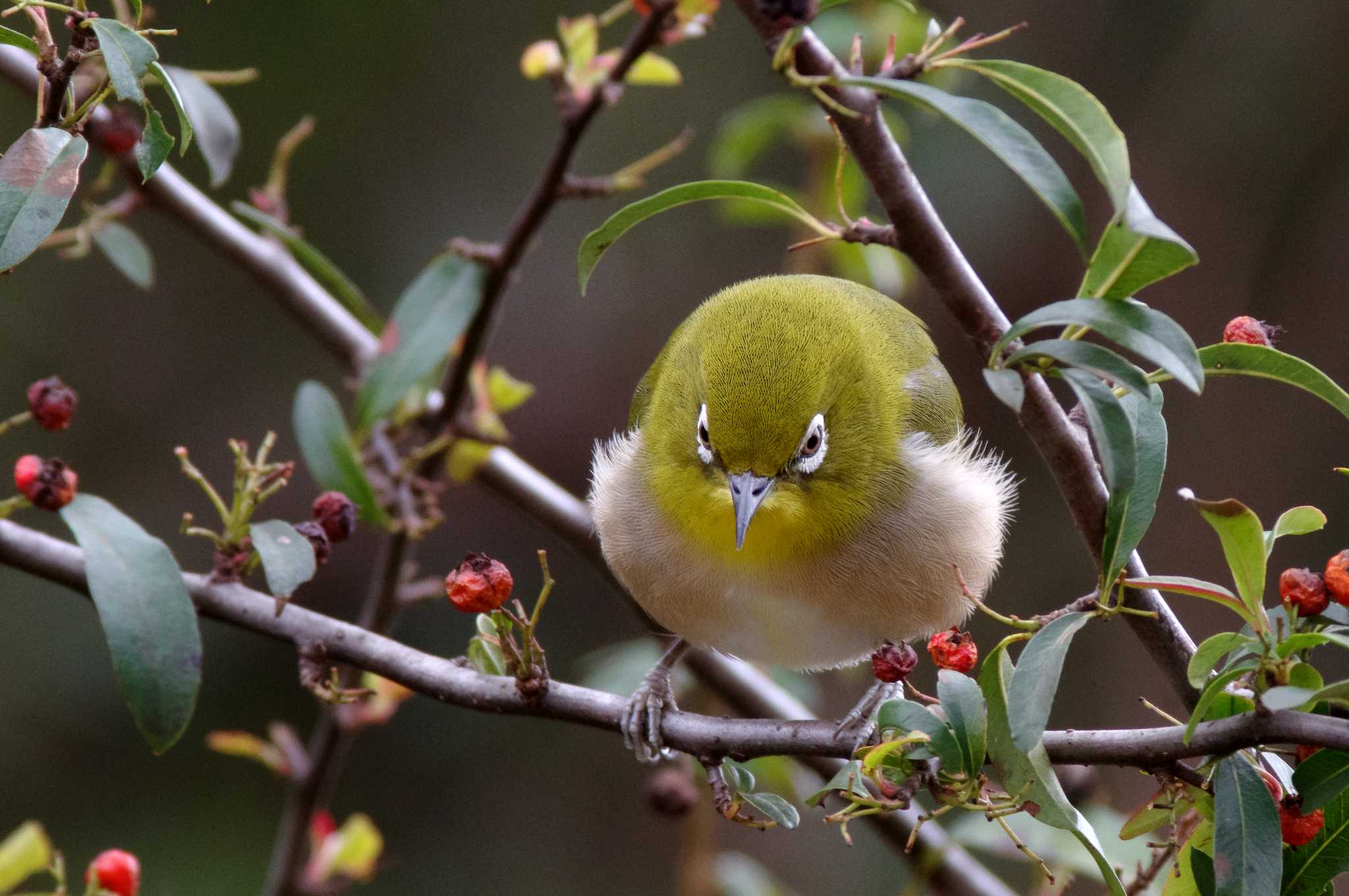 Photo of Warbling White-eye at 岩藤新池 by KERON