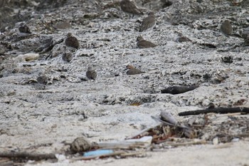 Greater Sand Plover Unknown Spots Tue, 3/27/2018