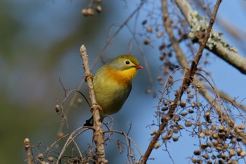 ソウシチョウ 滋賀県甲賀市甲南町創造の森 2023年1月13日(金)