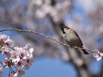 スズメ 場所が不明 2018年3月30日(金)