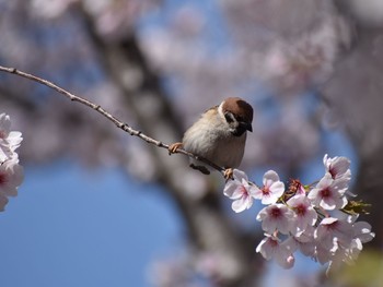 スズメ 場所が不明 2018年3月30日(金)