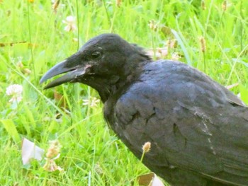 Forest Raven