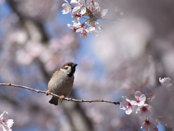 スズメ 場所が不明 2018年3月30日(金)