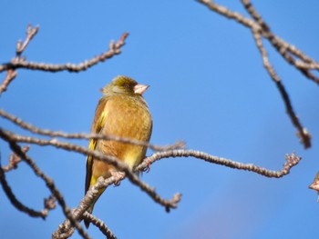 Grey-capped Greenfinch 波志江沼環境ふれあい公園 Wed, 1/4/2023