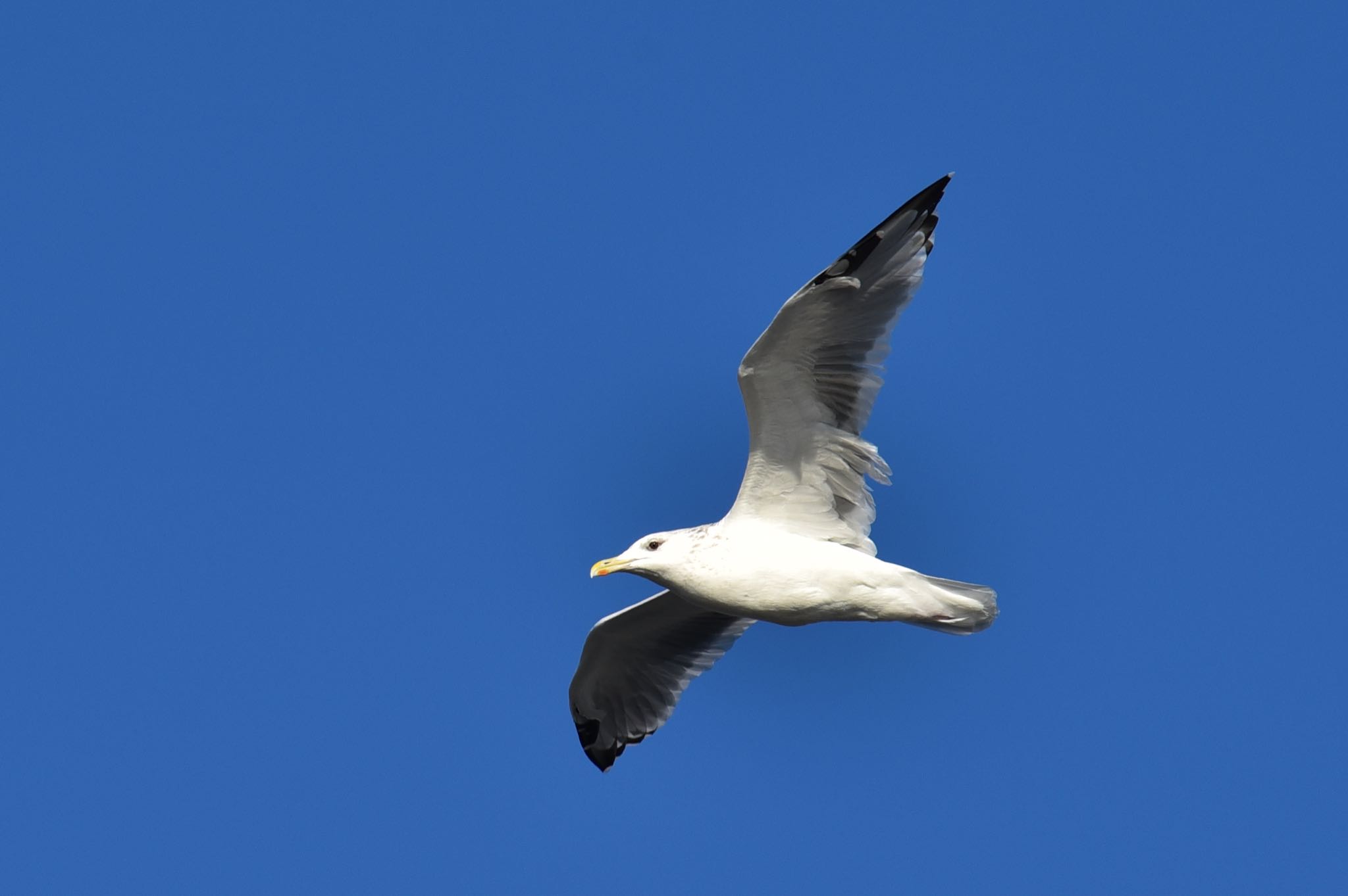 Photo of Vega Gull at 浜名湖 by Taka Eri