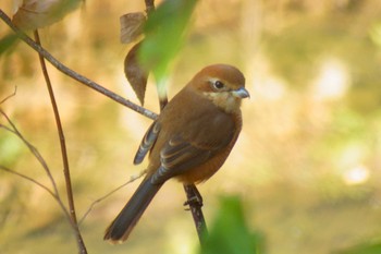 Bull-headed Shrike じゅん菜池緑地(千葉県) Fri, 1/13/2023