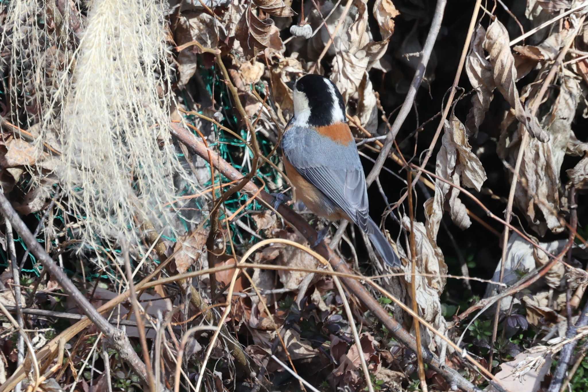 Photo of Varied Tit at 松本市アルプス公園 by カルル