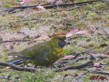 アカビタイキクサインコ Moina, Tasmania, Australia 2023年1月5日(木)