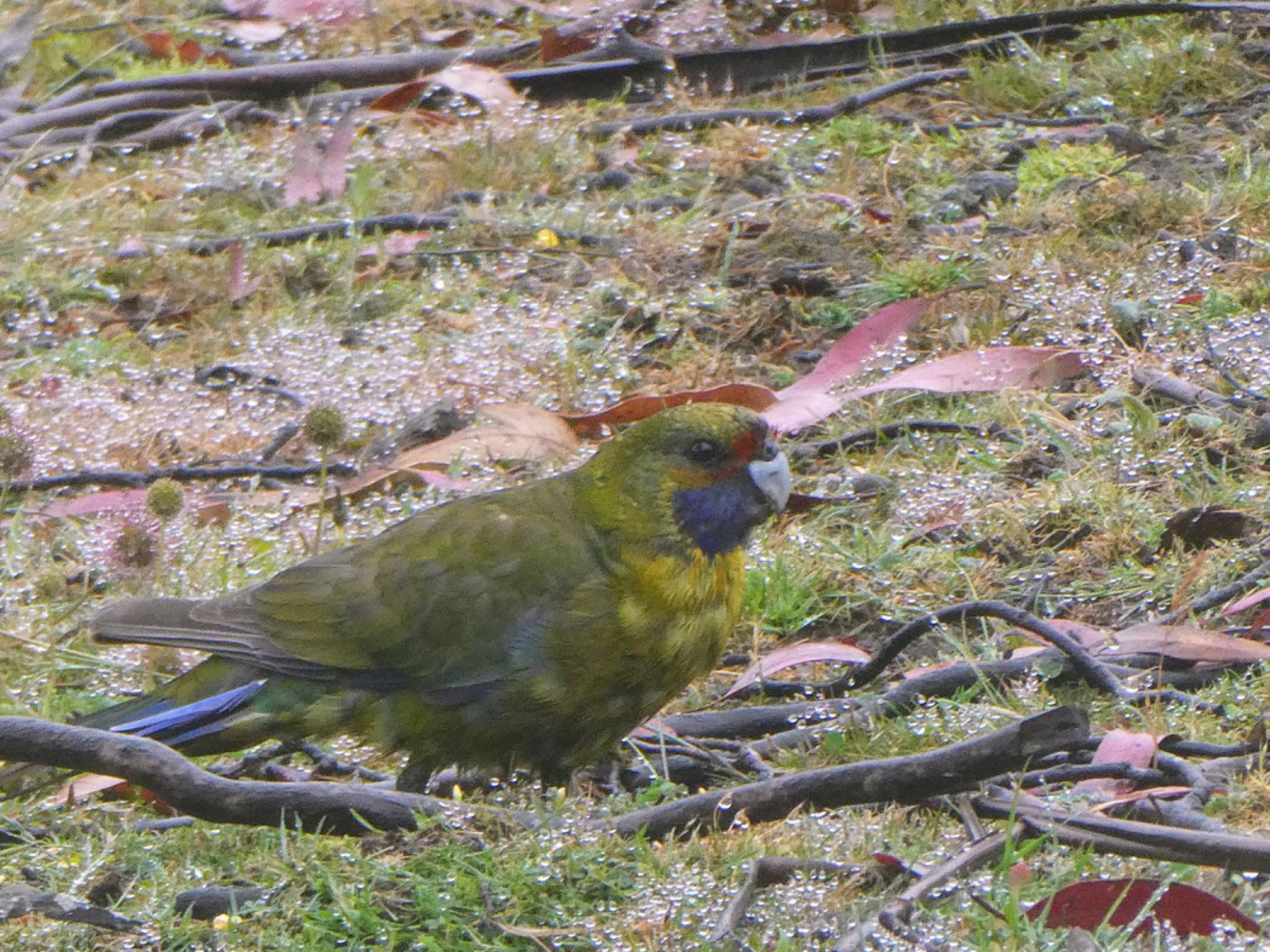 Moina, Tasmania, Australia アカビタイキクサインコの写真 by Maki