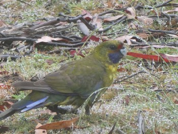 アカビタイキクサインコ Moina, Tasmania, Australia 2023年1月5日(木)