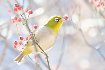 Warbling White-eye Kitamoto Nature Observation Park Mon, 12/26/2022