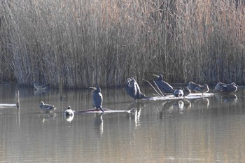 カワウ 渡良瀬遊水地 2023年1月2日(月)