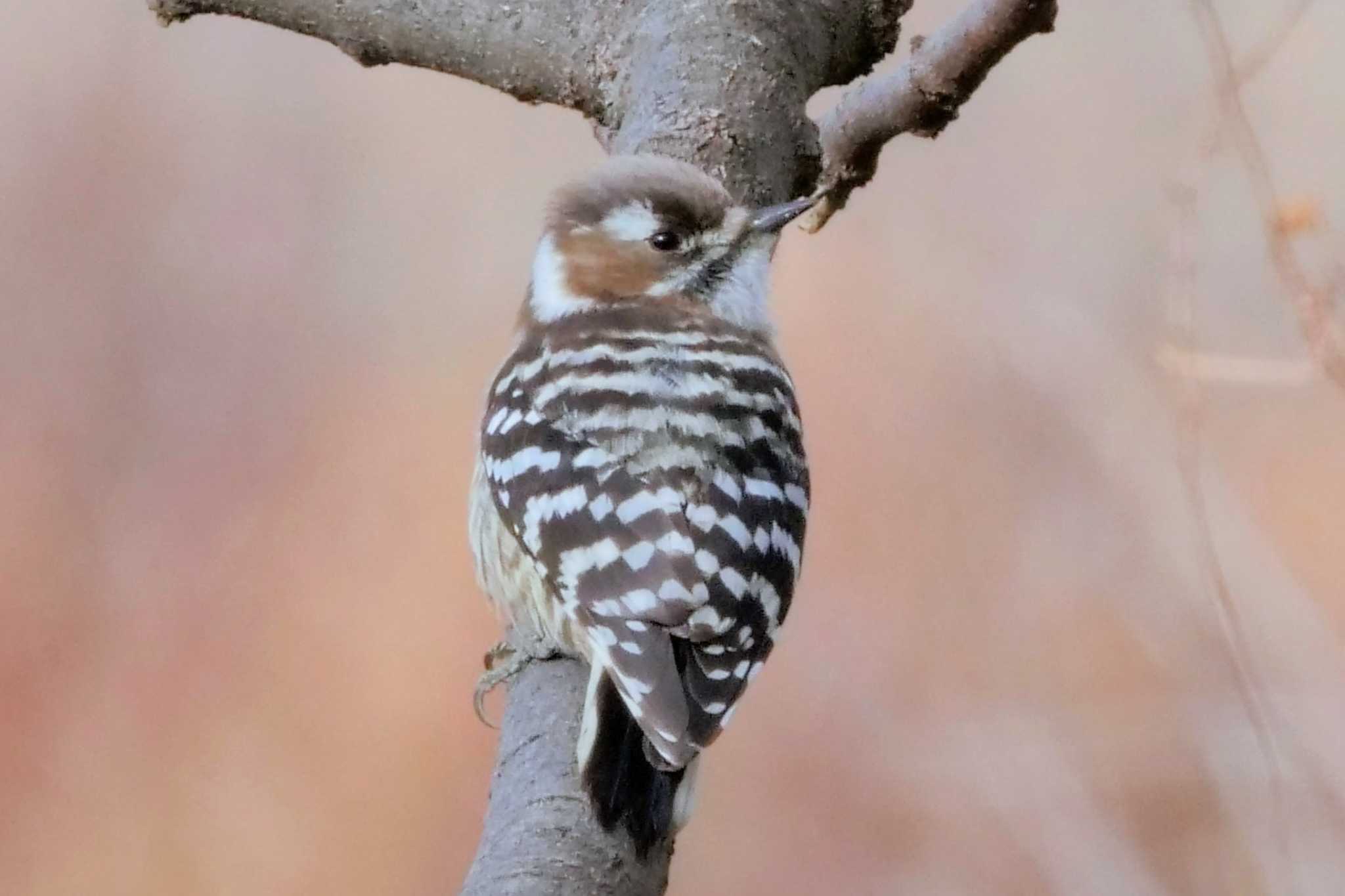 Japanese Pygmy Woodpecker