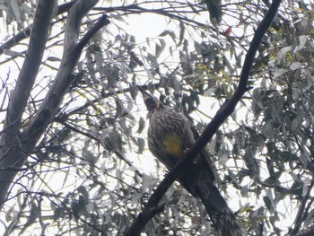 Yellow Wattlebird Moina, Tasmania, Australia Thu, 1/5/2023