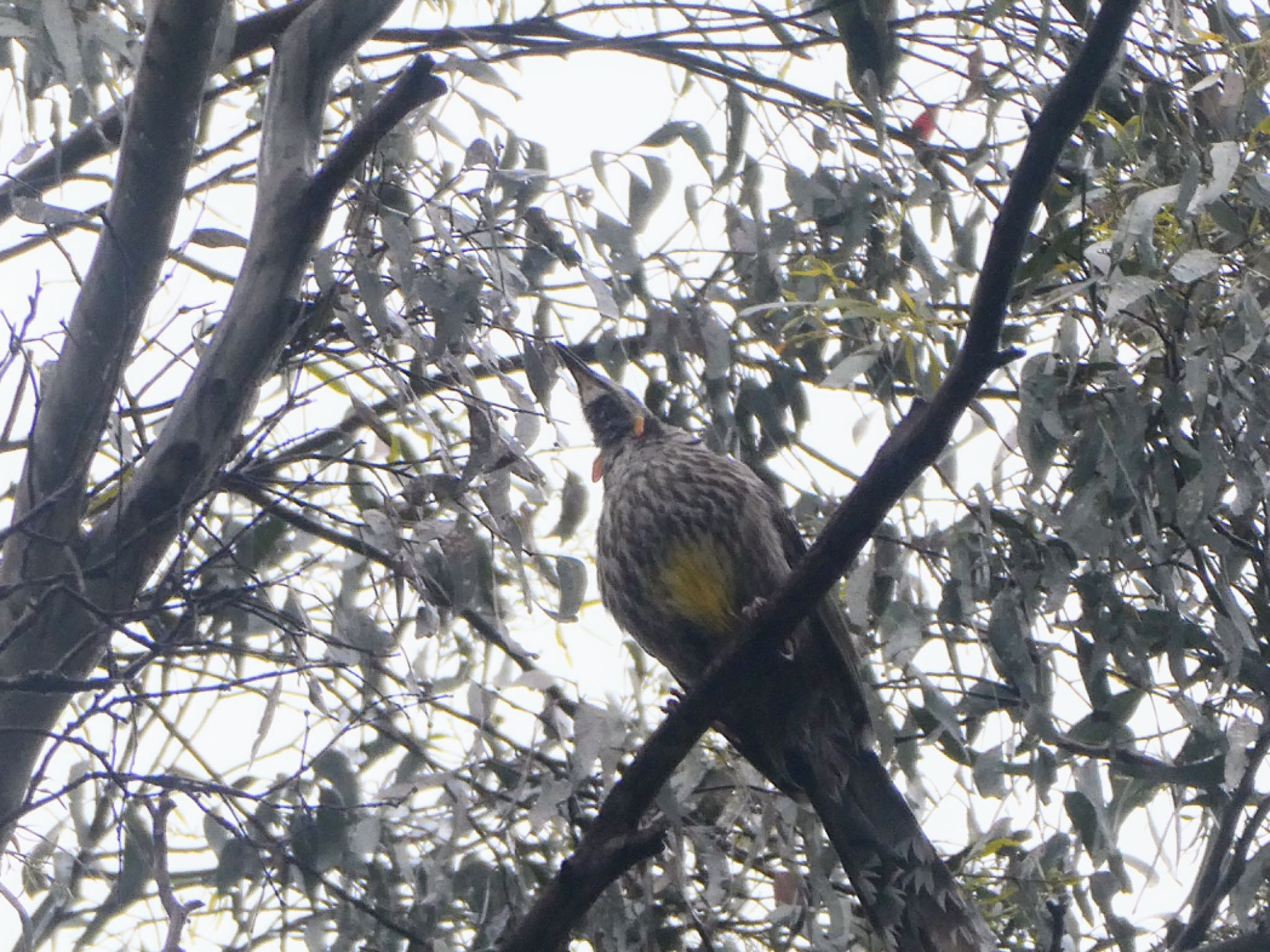 Photo of Yellow Wattlebird at Moina, Tasmania, Australia by Maki