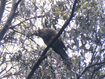 Yellow Wattlebird Moina, Tasmania, Australis Thu, 1/5/2023