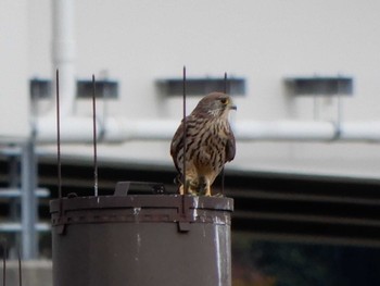 2022年11月10日(木) 新横浜公園の野鳥観察記録