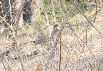 2023年1月12日(木) 祖父江ワイルドネイチャー緑地の野鳥観察記録