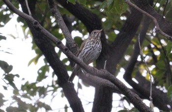 2023年1月13日(金) 庄内緑地公園の野鳥観察記録