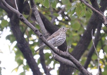 ウタツグミ 庄内緑地公園 2023年1月13日(金)