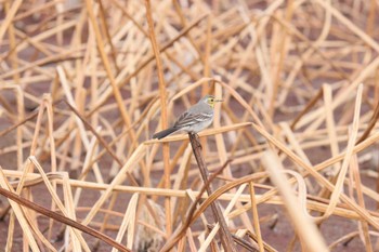 2023年1月13日(金) 愛西市の野鳥観察記録