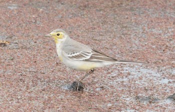 Citrine Wagtail 愛西市 Fri, 1/13/2023