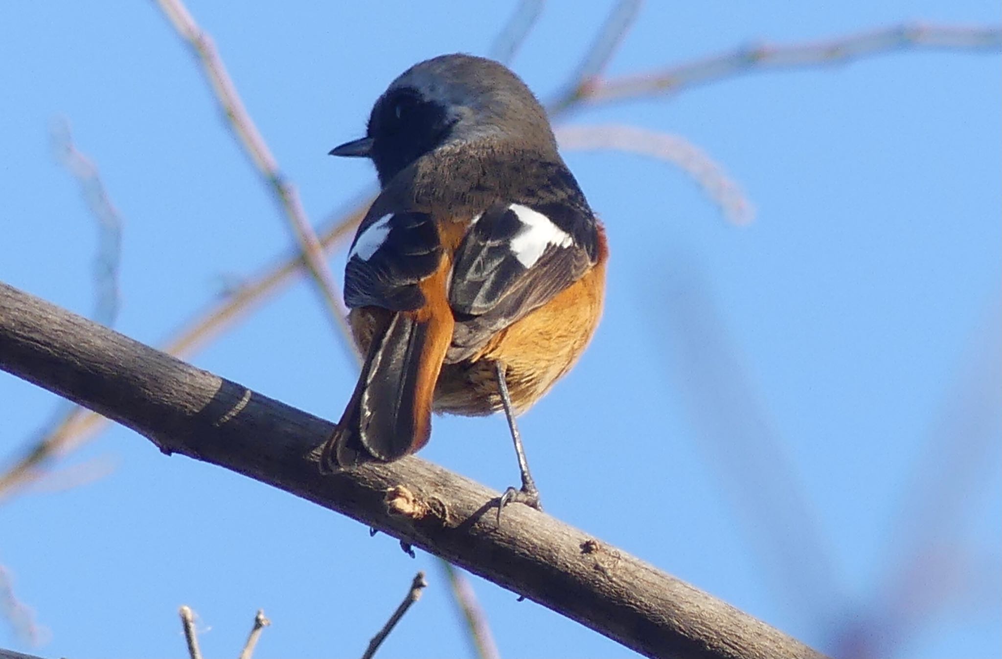 Daurian Redstart