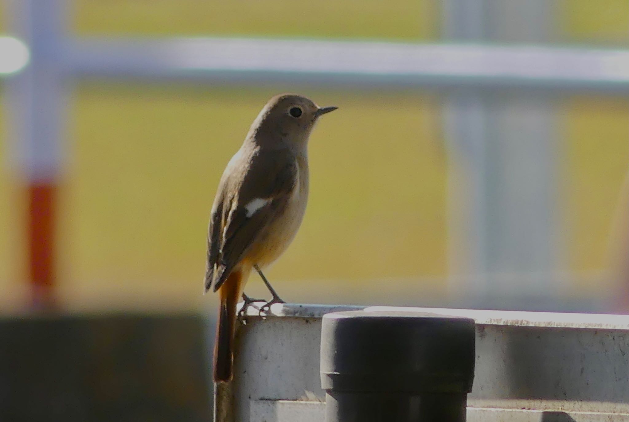 Daurian Redstart