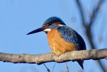 2023年1月12日(木) 鶴ヶ島市運動公園の野鳥観察記録