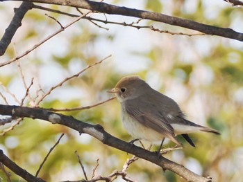 Fri, 1/13/2023 Birding report at まつぶし緑の丘公園