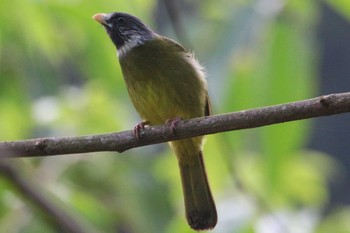 Collared Finchbill 本部渓 Mon, 3/26/2018