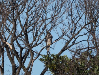 ハイタカ 水元公園 2022年12月27日(火)