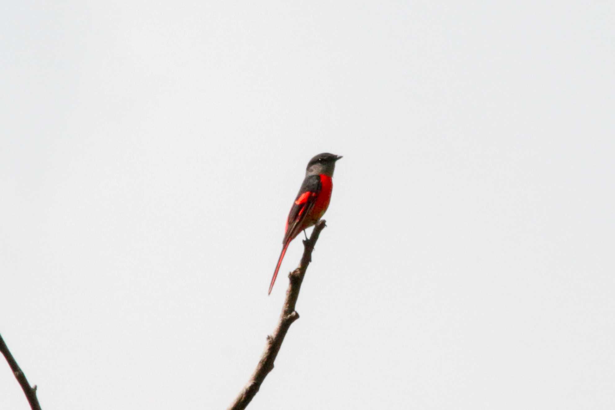 Grey-chinned Minivet