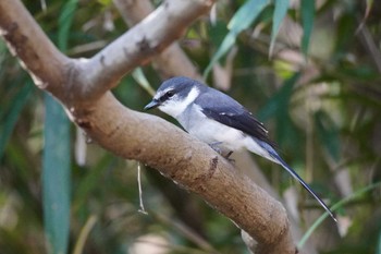 2022年12月4日(日) 秋ヶ瀬公園の野鳥観察記録