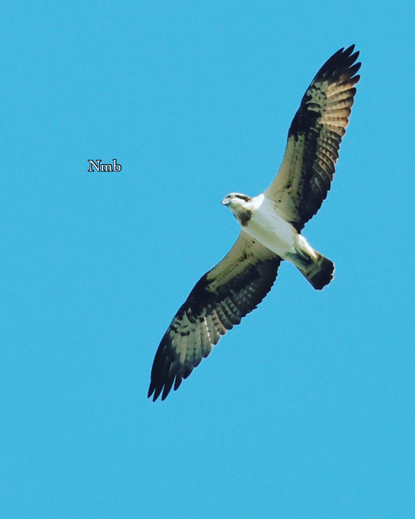 Photo of Osprey at  by soul.number.358