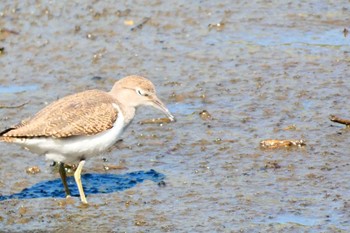 Common Sandpiper Unknown Spots Sat, 10/1/2022