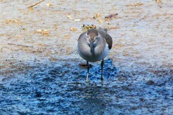 Common Sandpiper Unknown Spots Sat, 10/1/2022