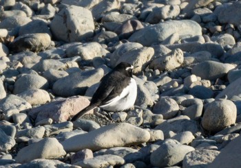 Japanese Wagtail 日高 Sun, 1/8/2023