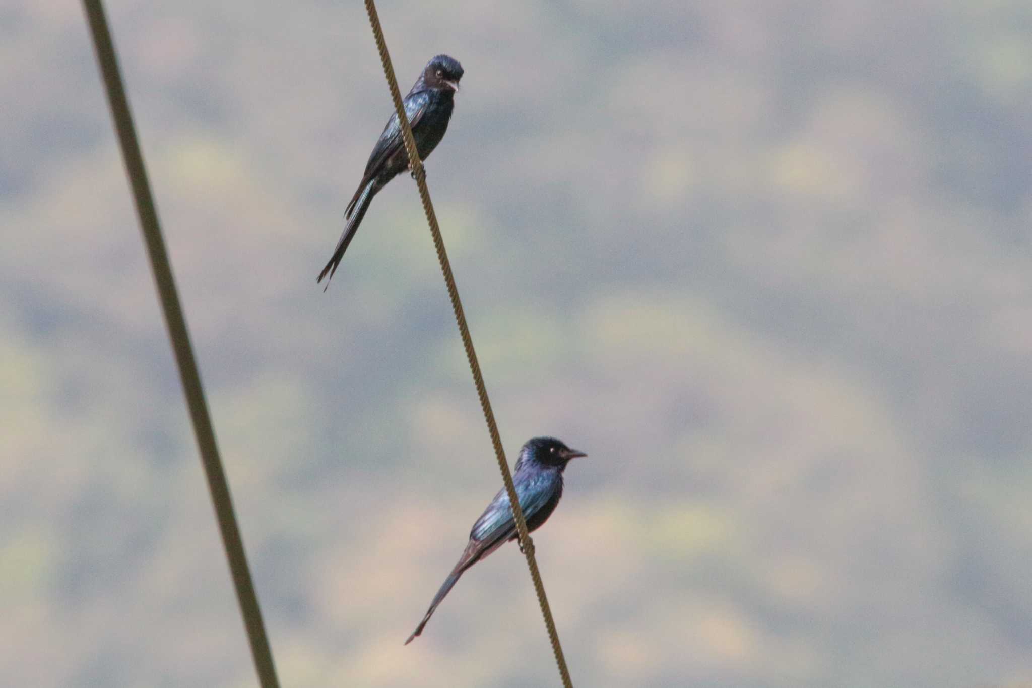 Bronzed Drongo