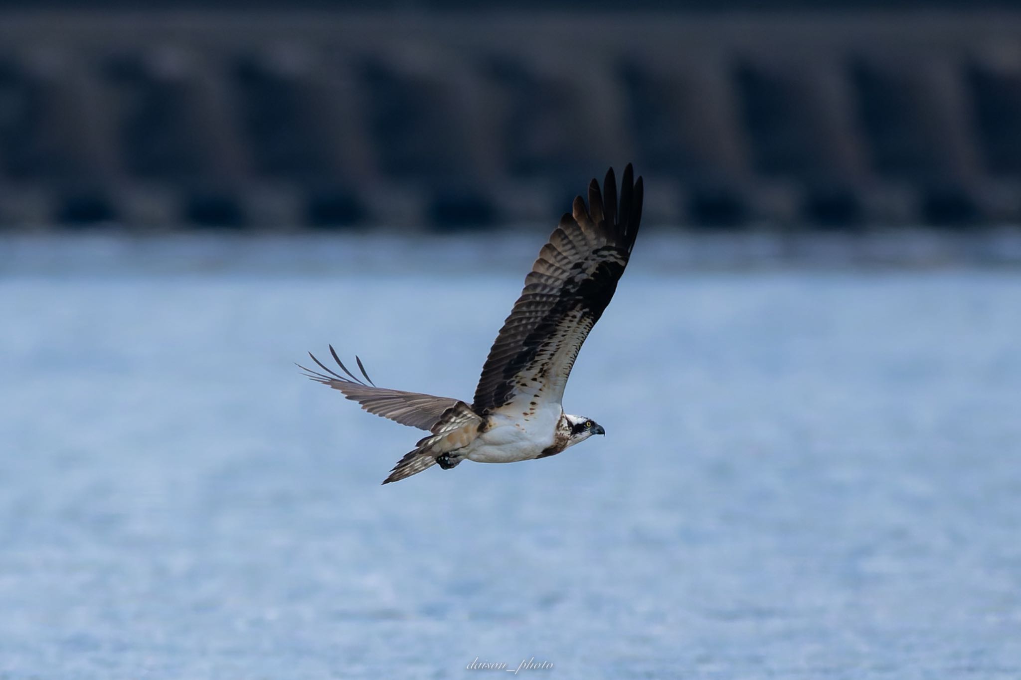 Osprey