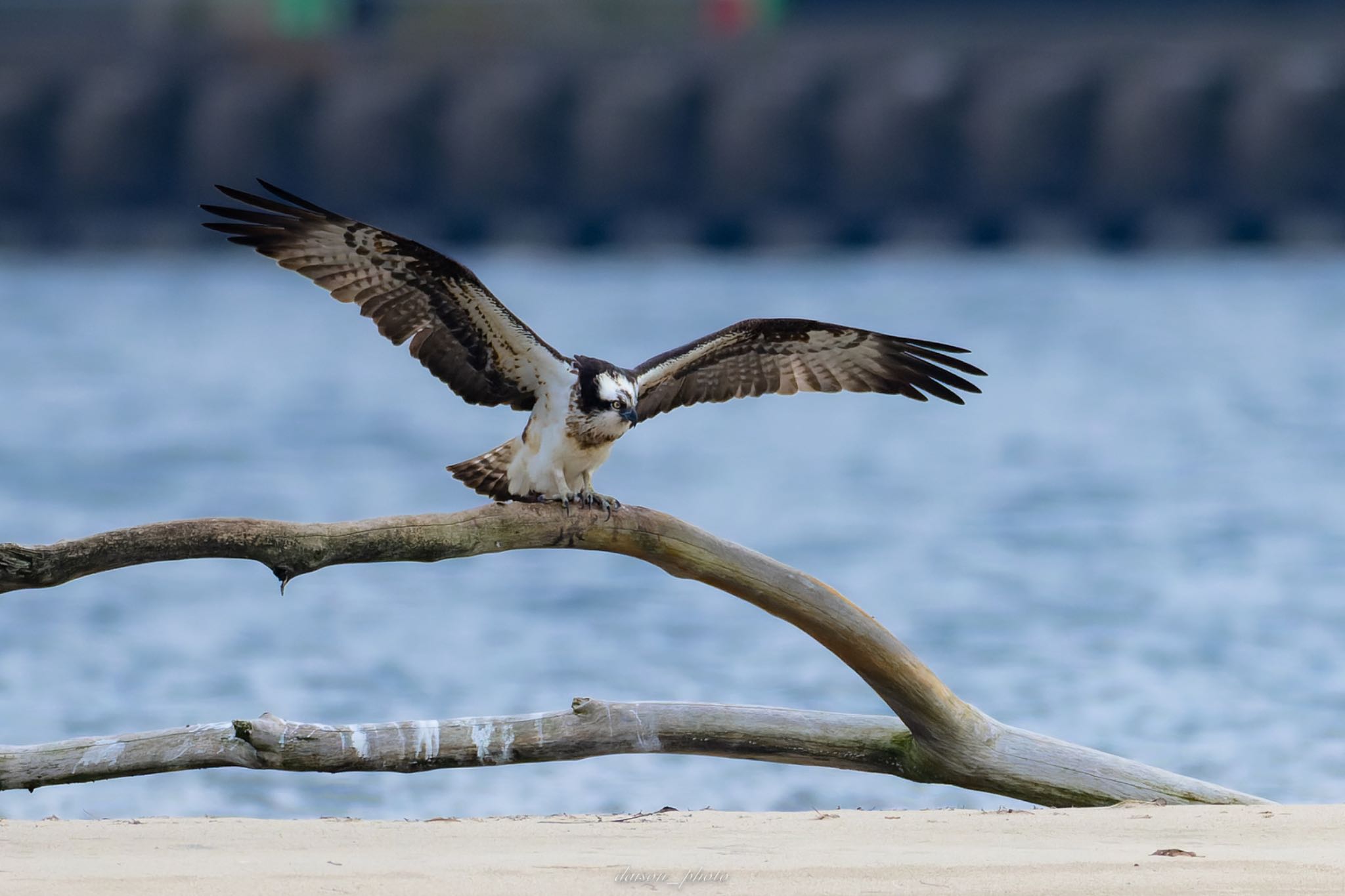 Photo of Osprey at 阿蘇海(京都府) by Daison