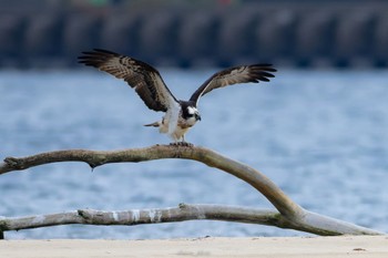 2023年1月1日(日) 阿蘇海(京都府)の野鳥観察記録